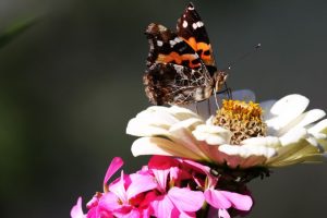 Butterfly on a Rose